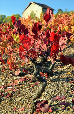 Sourire, le plus vieux Cep du monde au clic