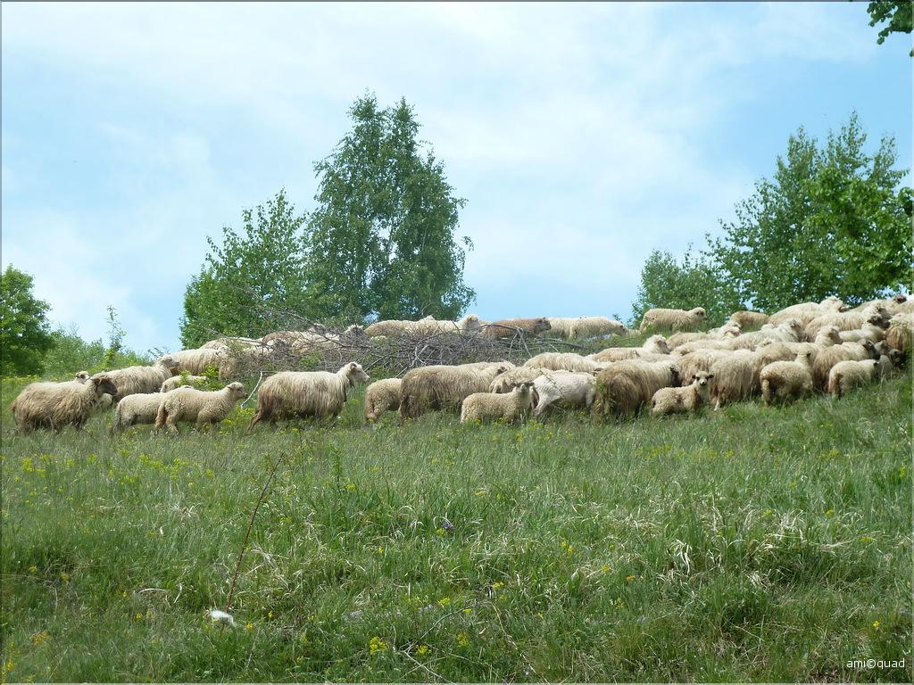 P1030546_redimensionner