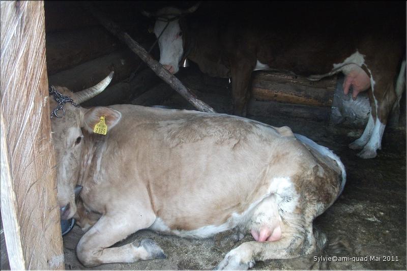 Sylvie25Mai_33_redimensionner