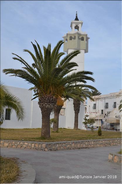 DSC_4866 palmier dattier.JPG